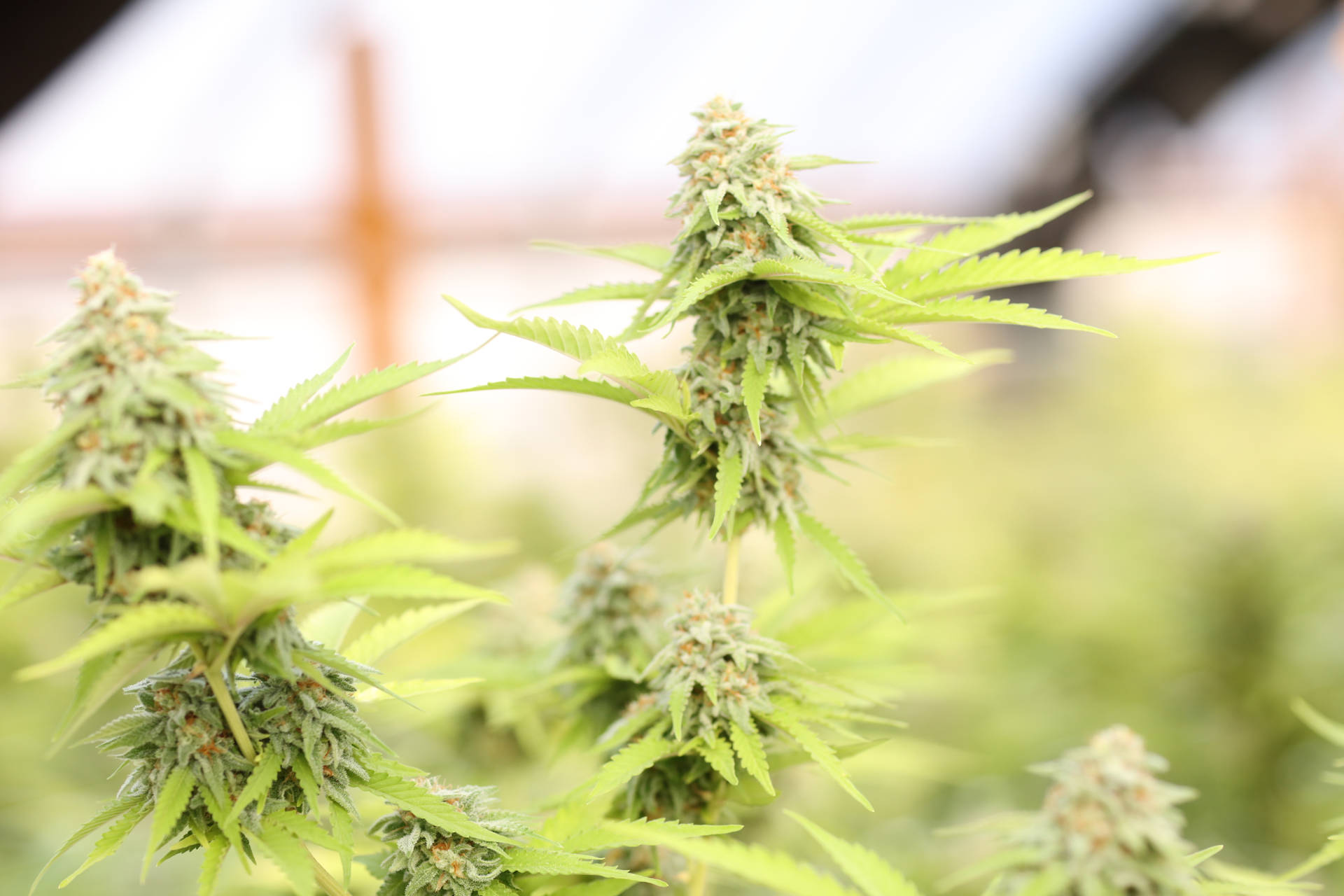 大麻植物特寫，帶有詳細的花蕾和鋸齒狀葉片。