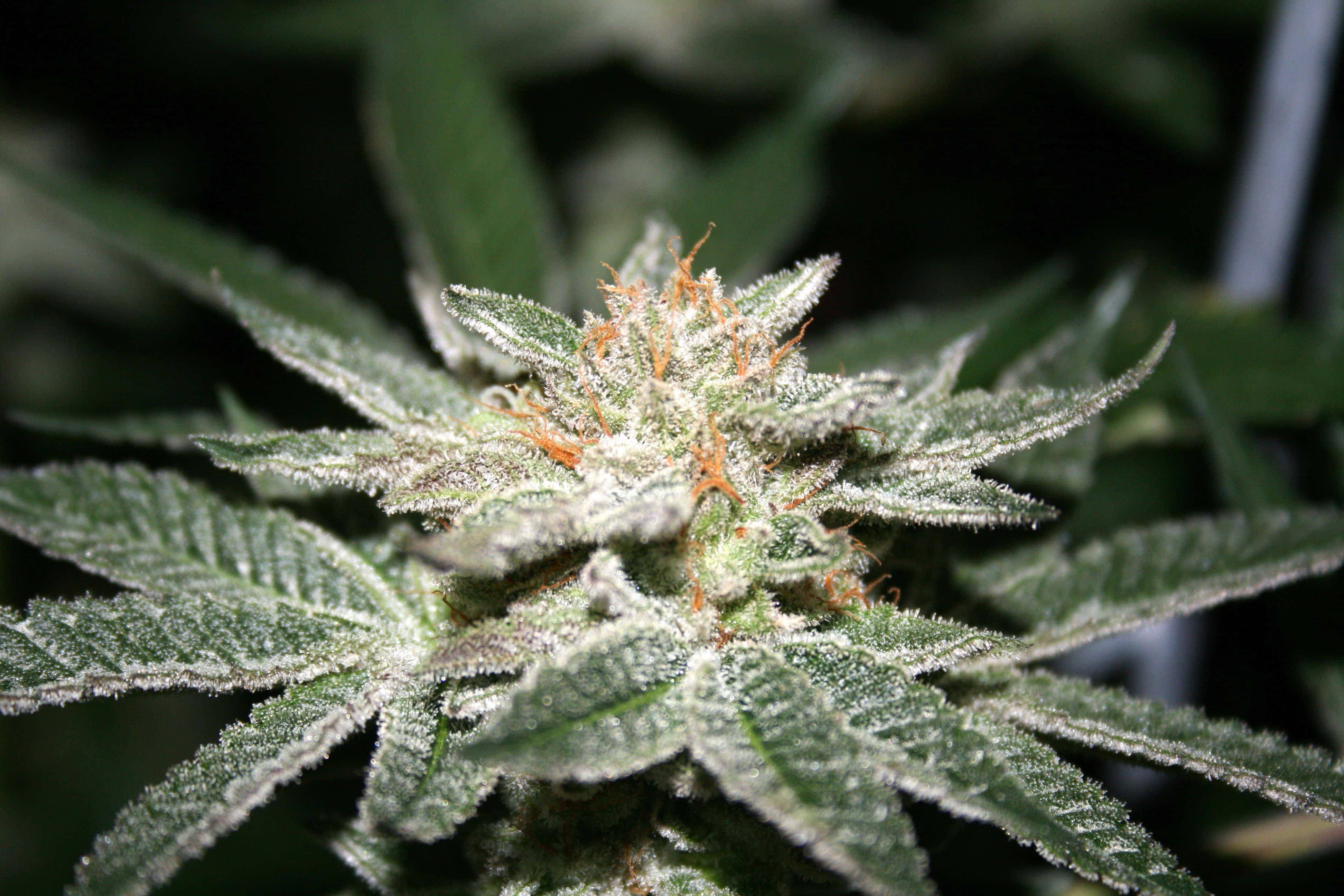420 桌布 壁紙 — 大麻花蕾的特寫，覆蓋著霜狀的毛狀體，鮮豔的橙色雌蕊從茂密的綠葉中伸出。