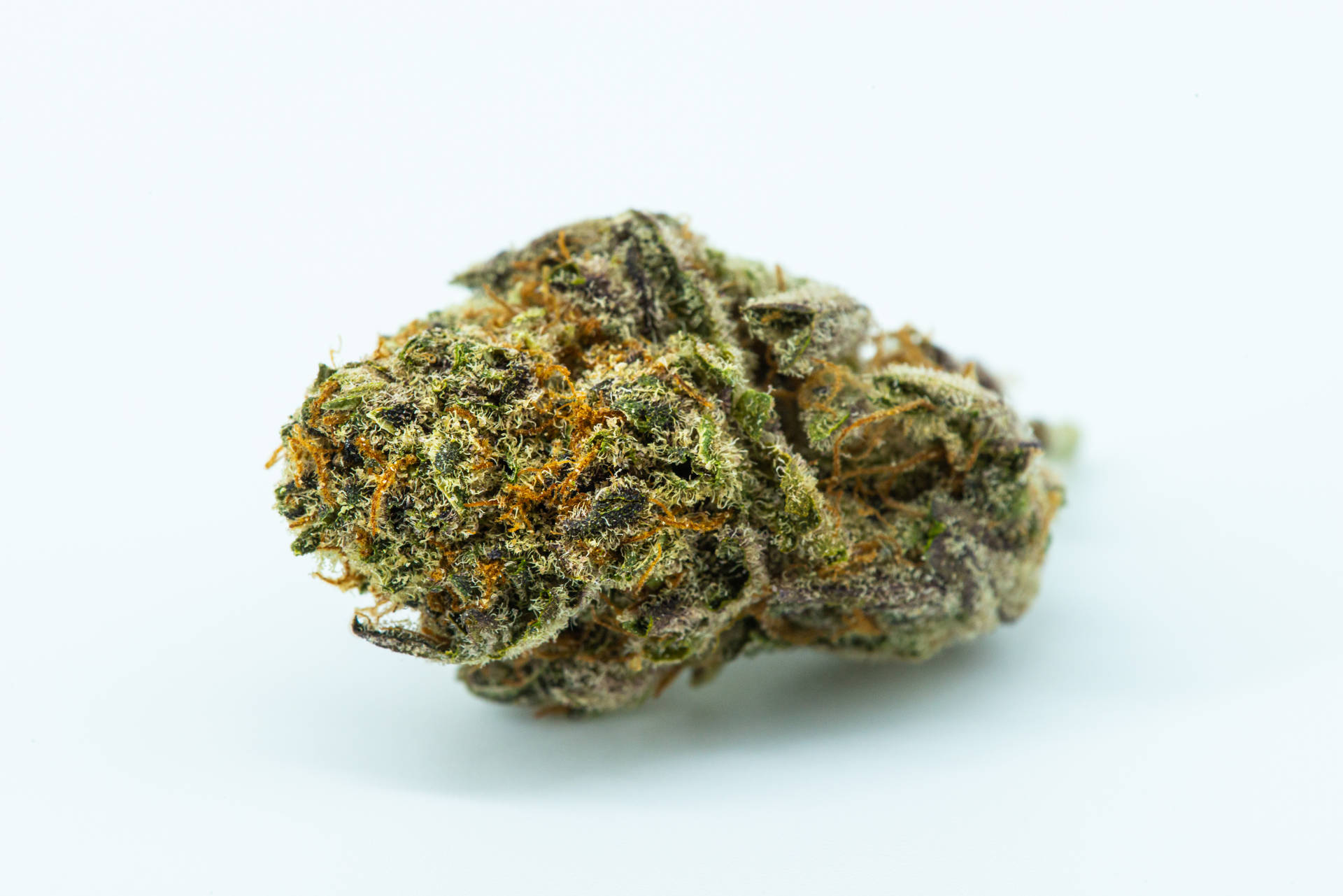 詳細的大麻花蕾，在白色表面上帶有綠色和橙色的毛髮。