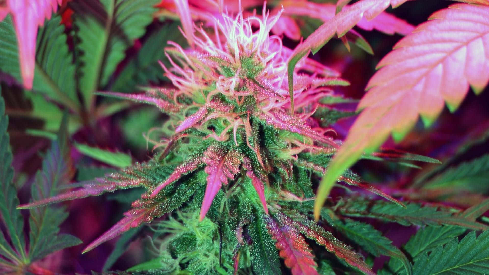 粉紅色和綠色大麻花的特寫，帶有詳細的毛狀體。