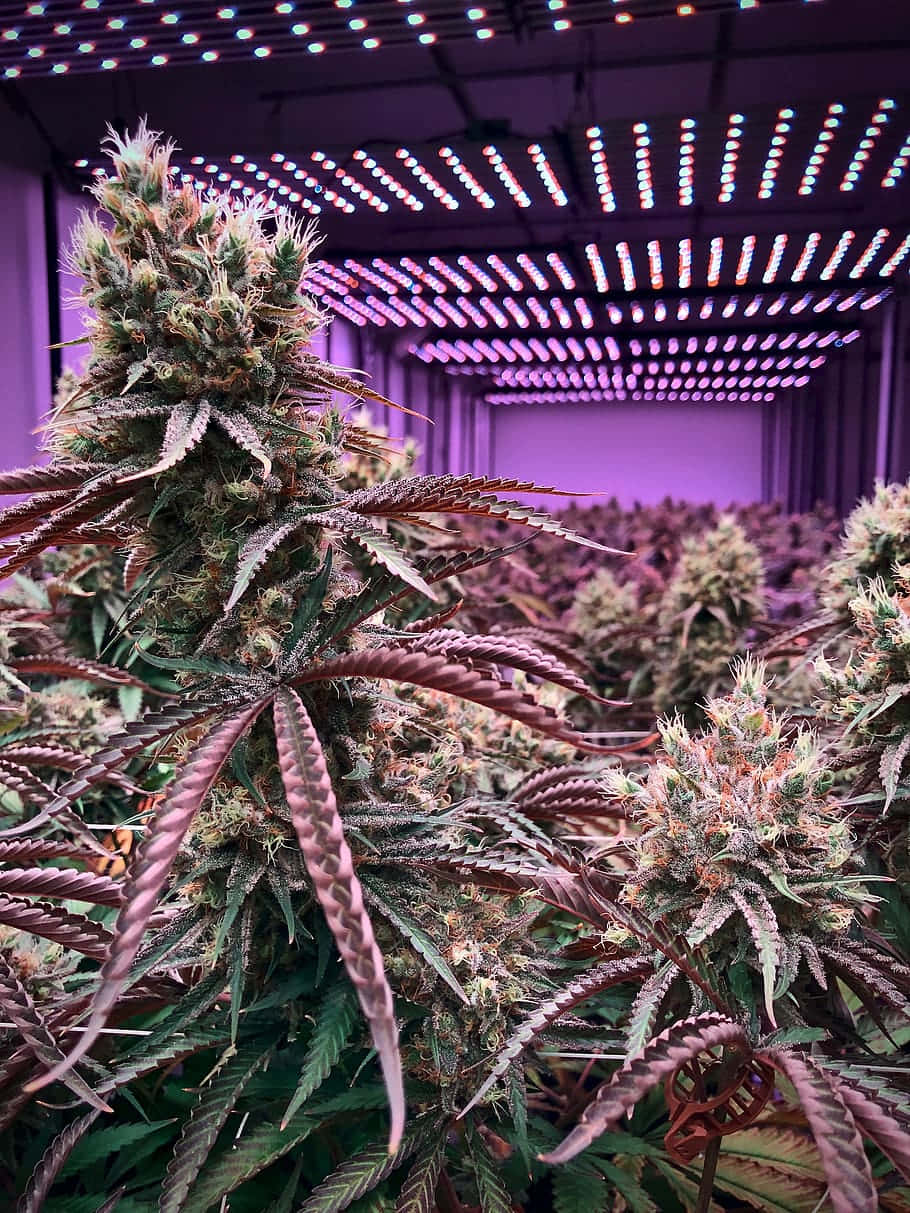 在受控的室內農場中，紫色生長燈下的大麻植物行。