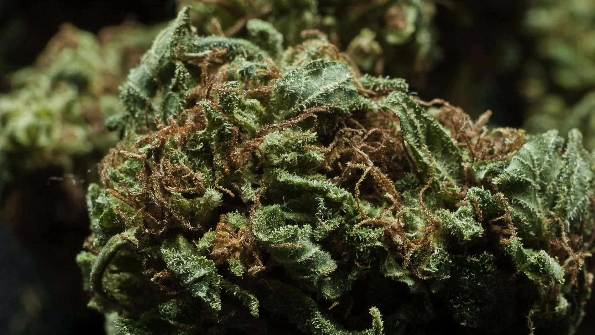 綠色大麻花蕾的特寫，可見毛狀體和棕色雌蕊。
