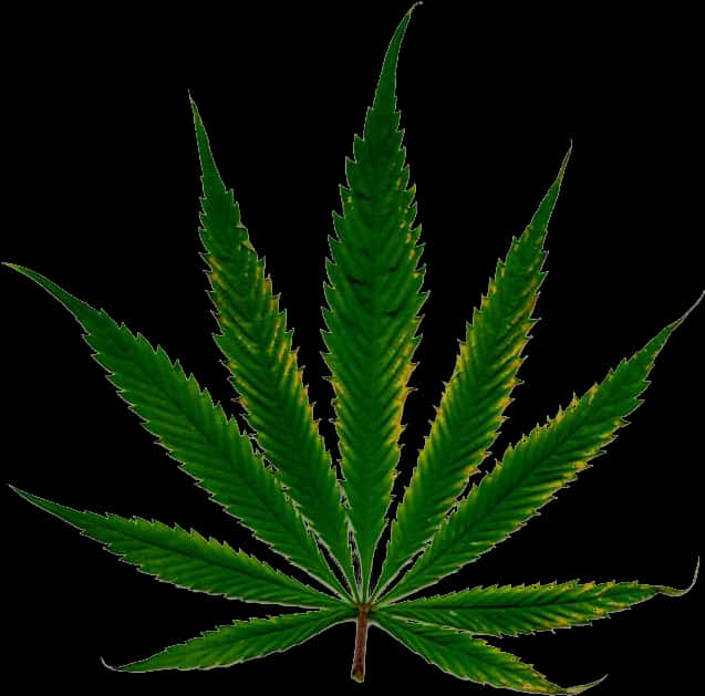 大麻葉孤立於黑色背景