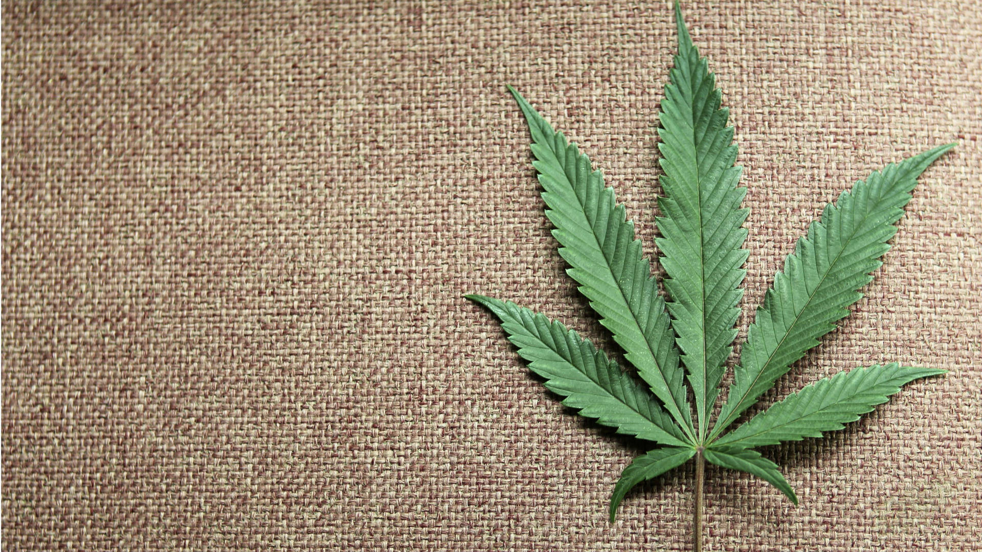 棕色粗麻布表面上的綠色大麻葉。
