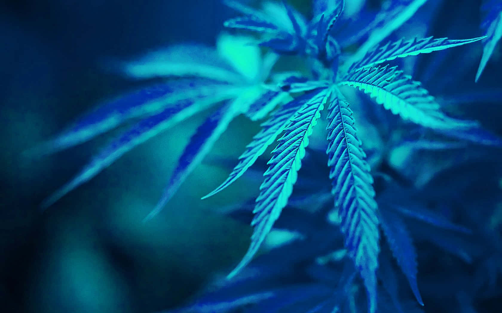 420 桌布 壁紙 — 大麻葉特寫，在黑暗模糊的背景中發出電光藍色光芒。