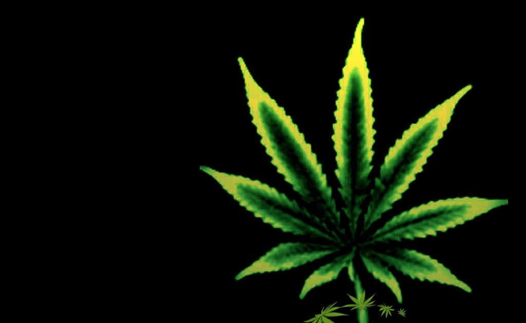 在黑色背景上發光的螢光綠色大麻葉。