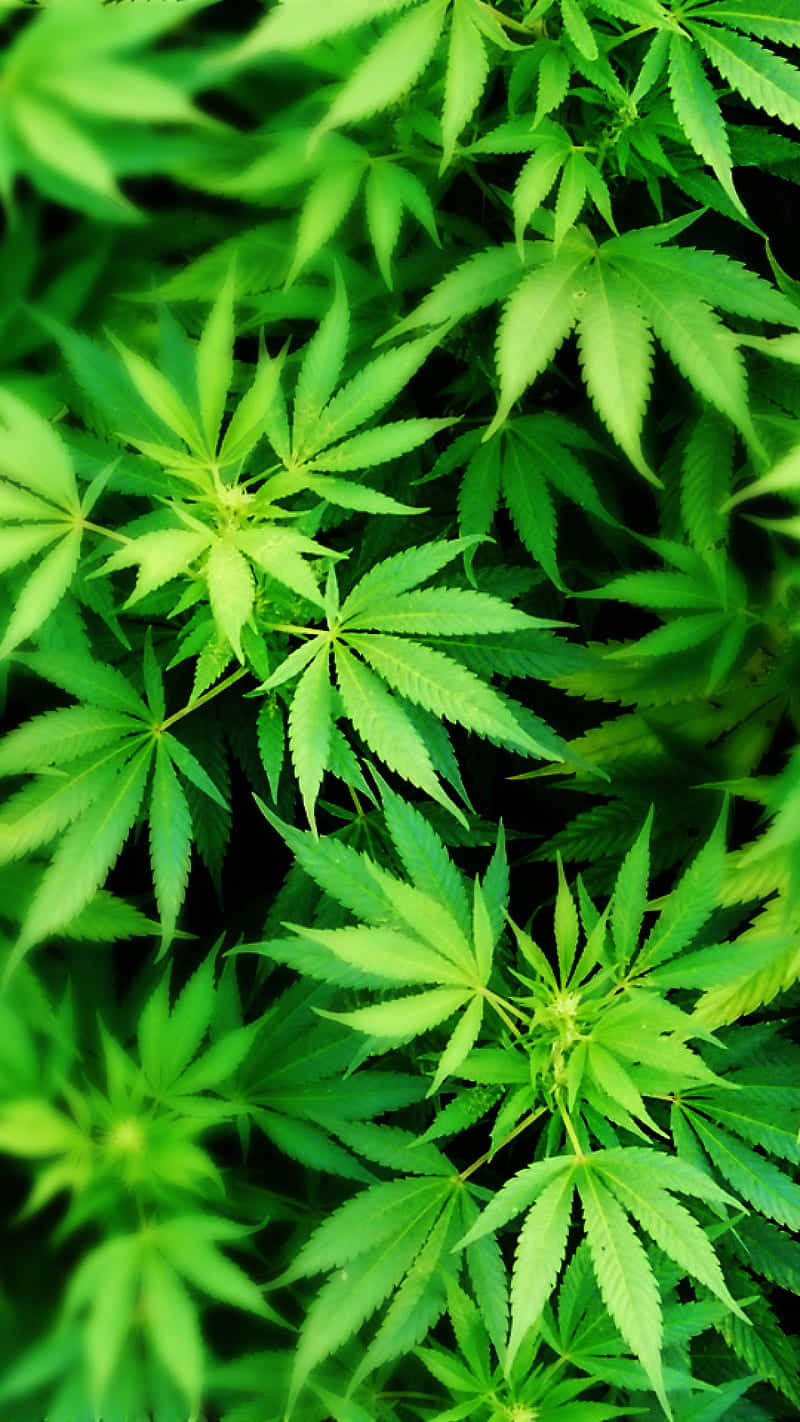 茂盛綠色大麻葉的特寫，帶有鋸齒邊緣和明亮的亮點。