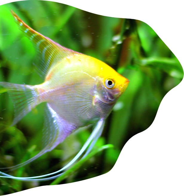 天使魚穿梭水生植物間 壁紙 — 一條鮮豔的黃紫神仙魚在清澈的水族箱中，優雅地穿梭於茂盛的綠色水生植物之間。
