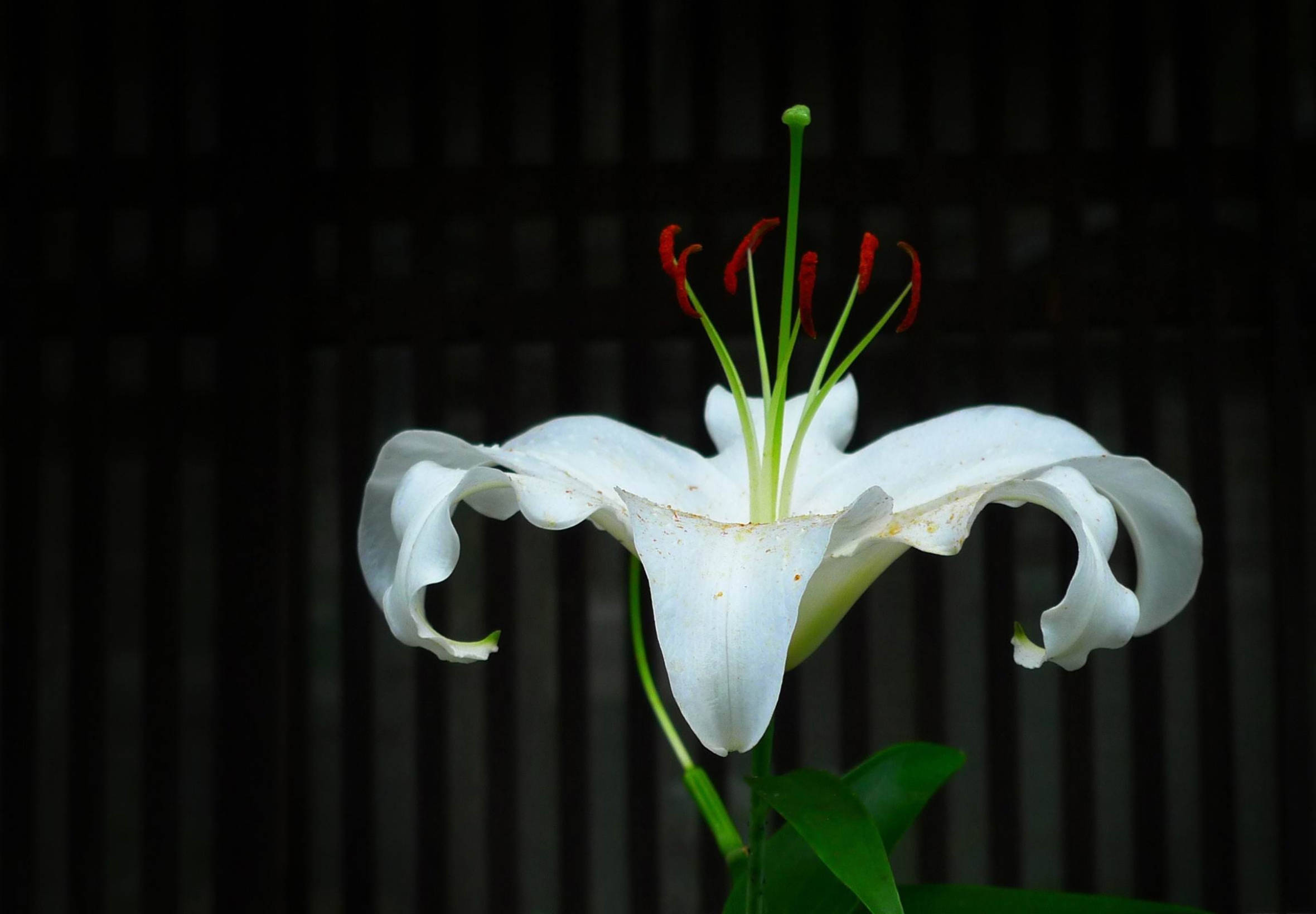 天堂般的白色百合 壁紙 — 一朵帶有紅色雄蕊的白色百合花在深色木條背景上盛開。