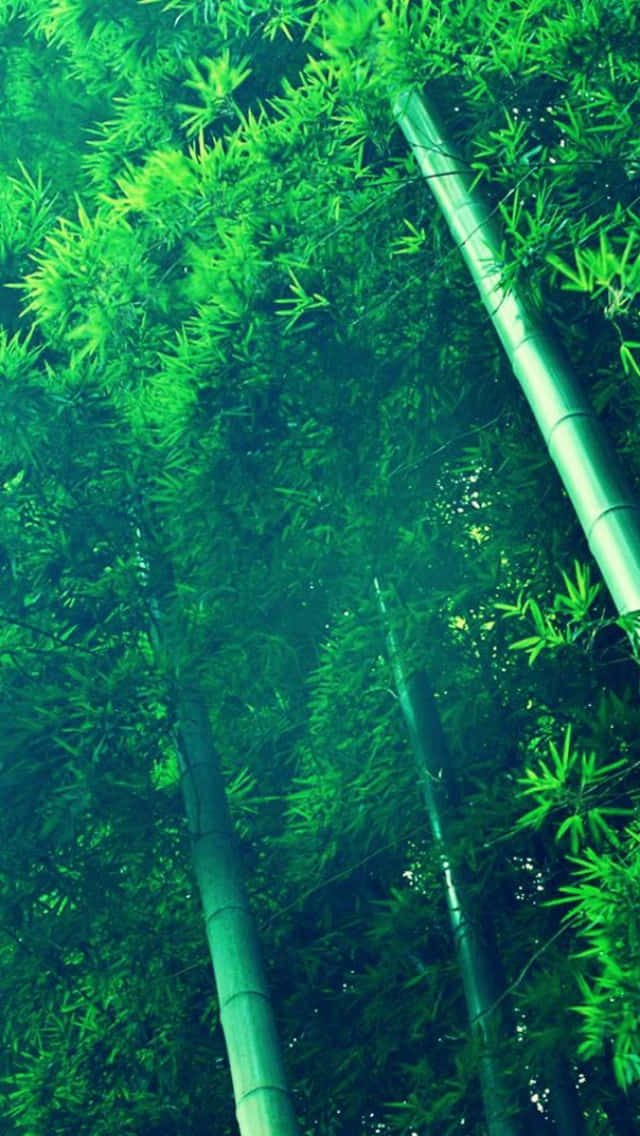 高聳的竹莖穿過茂密的綠色森林樹冠升起。