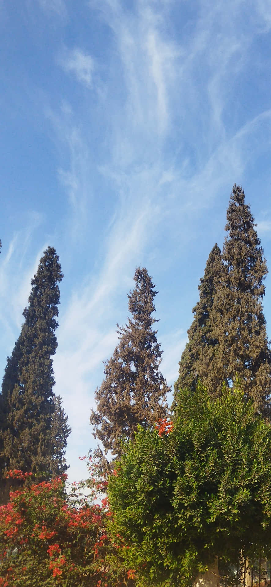 天空 壁紙 — 高大纖細的柏樹在明亮的藍天和縷縷白雲的映襯下聳立。
