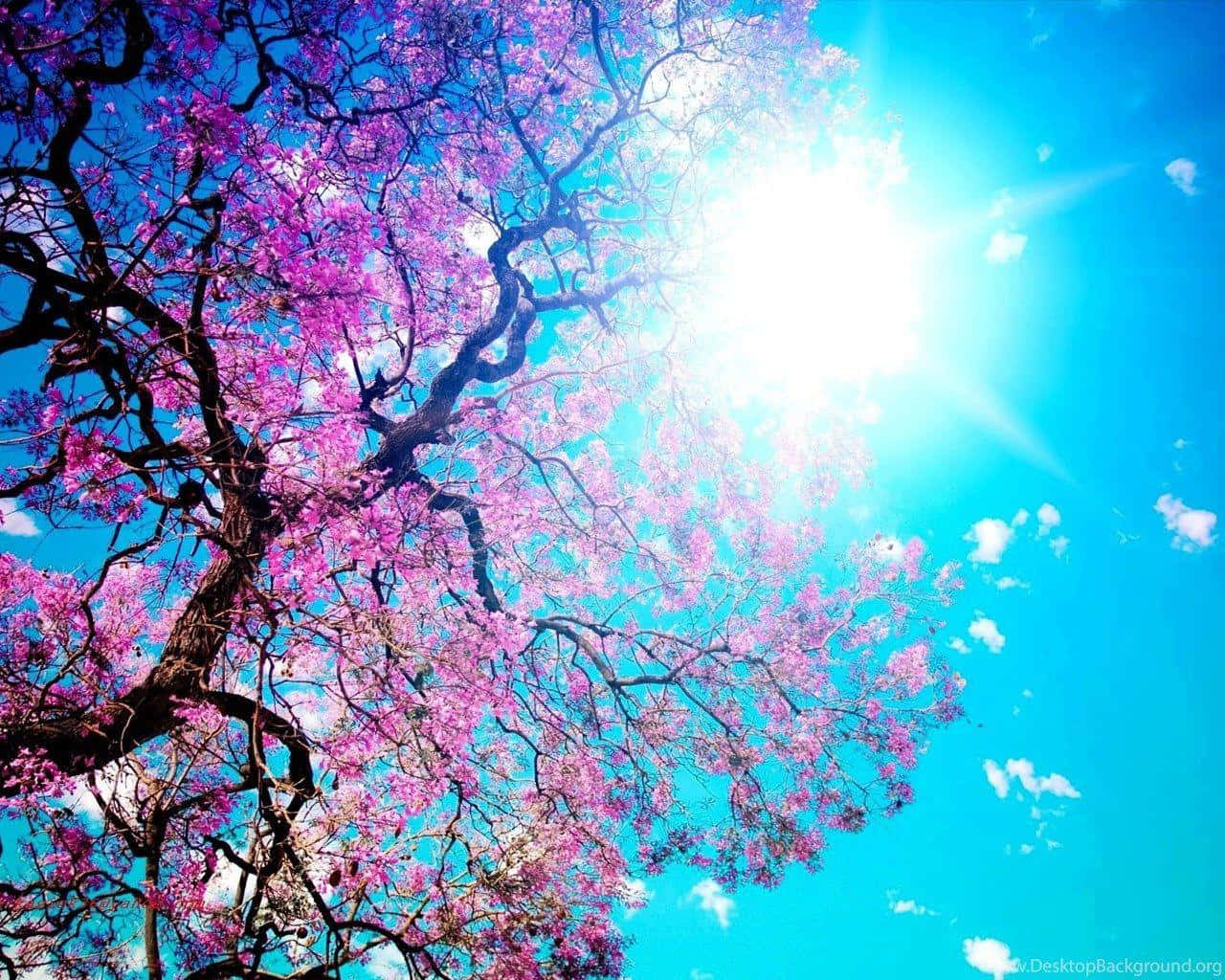 天空中的一棵開滿粉紅色花朵的樹 壁紙