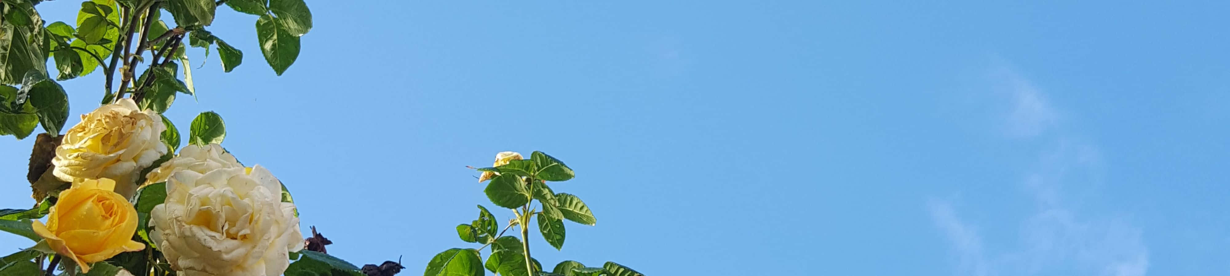 天空中的時鐘與花朵