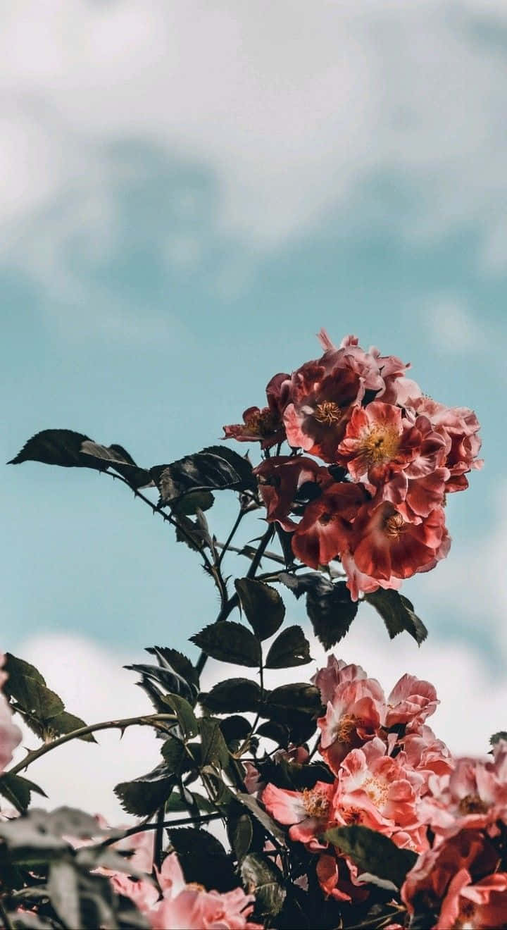 天空中的花朵 壁紙