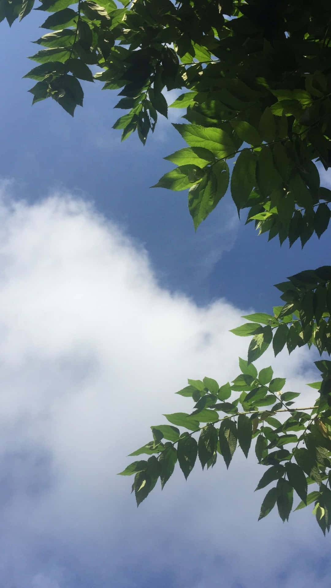 綠色樹枝襯托著帶有白雲的明亮藍天。