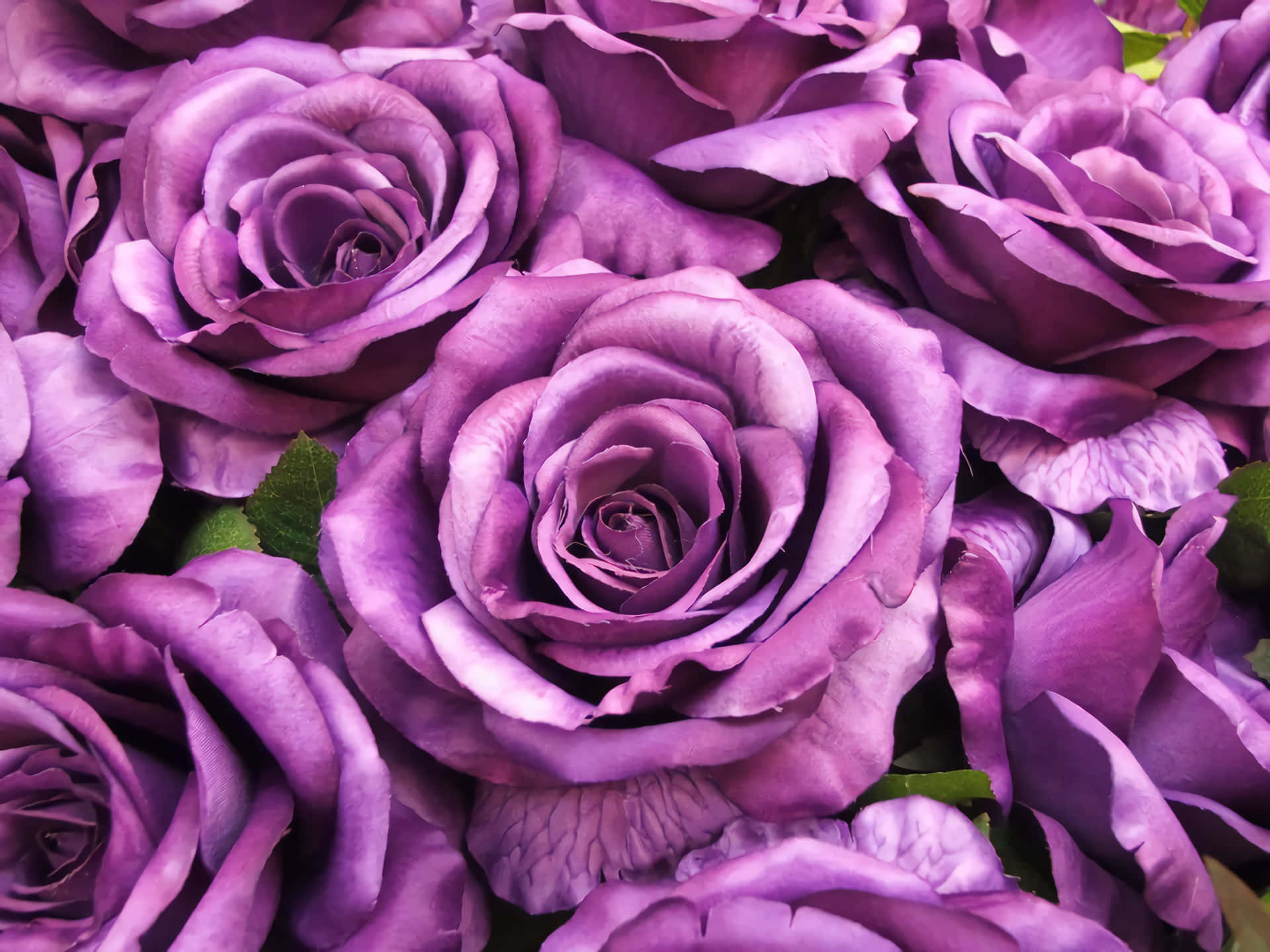Purple Flowers 桌布 壁紙 — 天鵝絨般紫色玫瑰的茂密特寫，帶有複雜的分層花瓣和一抹綠葉。