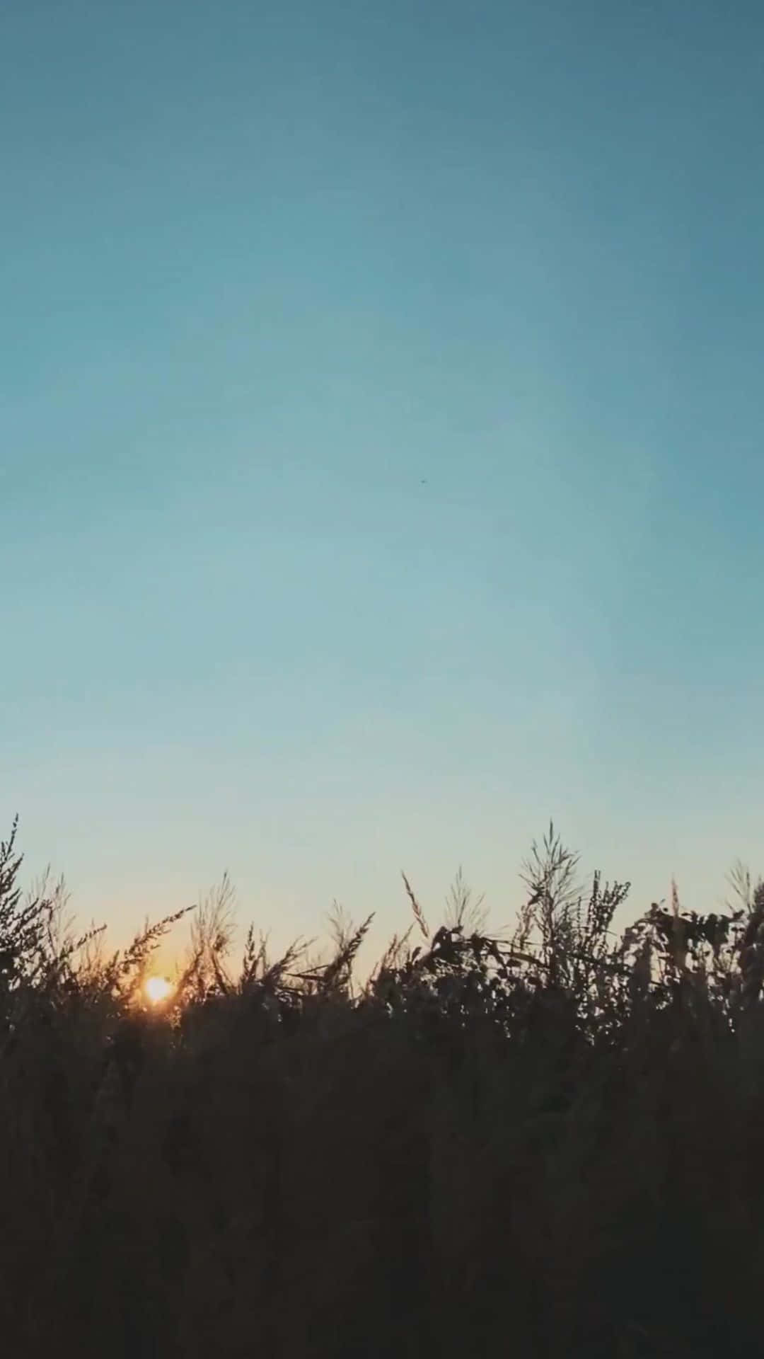 夕陽在高草剪影後，映襯著藍色天空