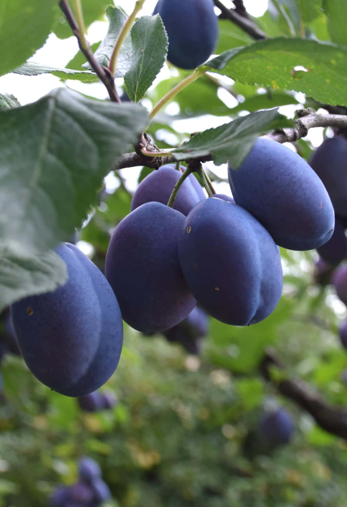 奇形 Damson 梅子枝條 壁紙 — 成熟的深紫色李子沉甸甸地掛在樹枝上，周圍是茂密的綠葉，在柔和自然光下。