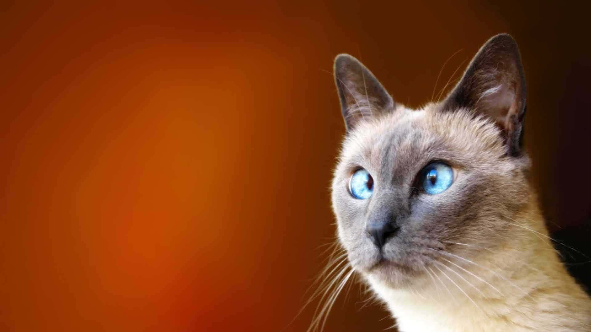 暹羅貓明亮的藍眼睛在橙色背景上向上看