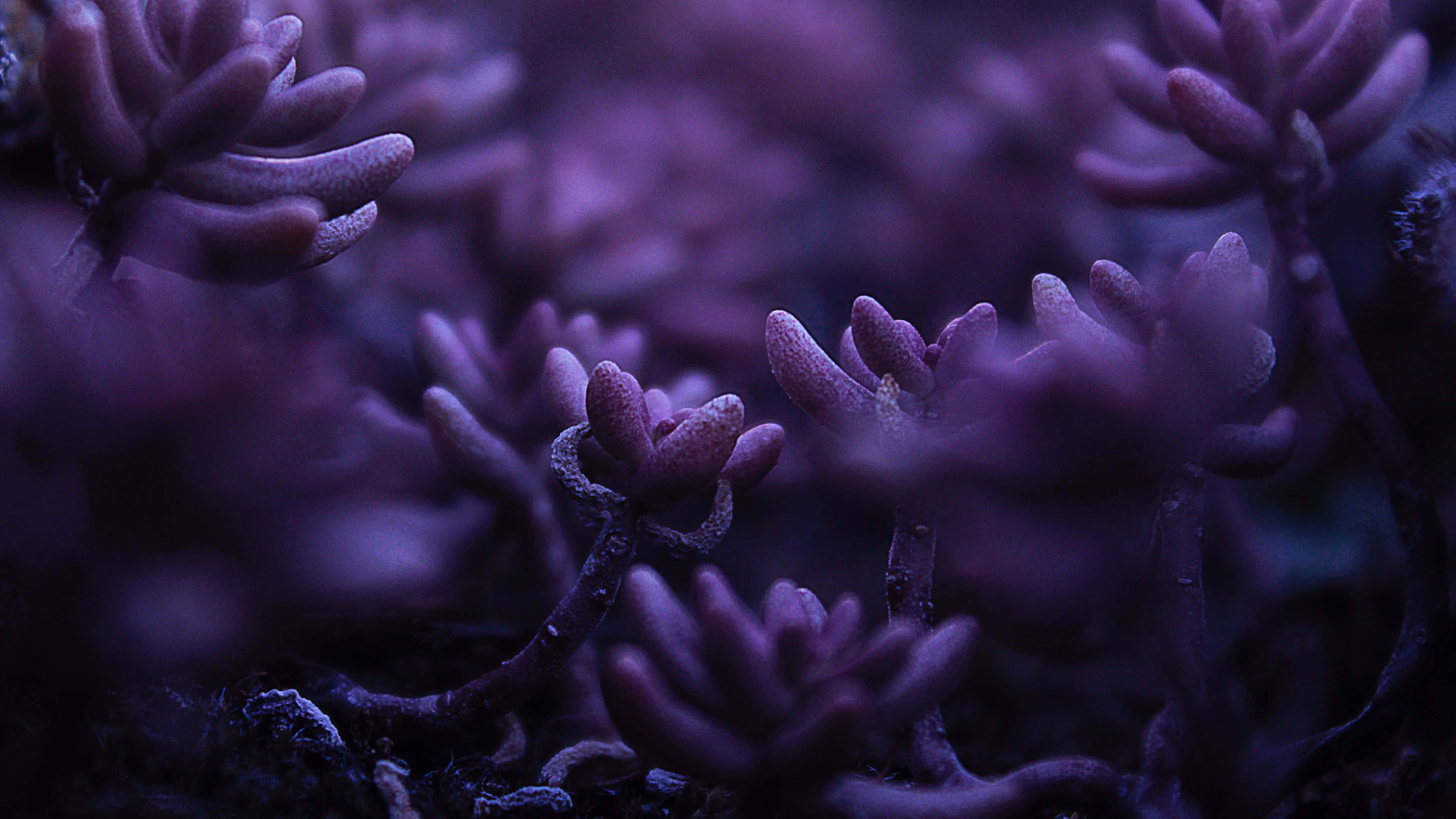奇異紫色花瓣 4K 花朵背景 壁紙 — 紫色多肉植物在昏暗燈光下發光的特寫，背景柔和散景。
