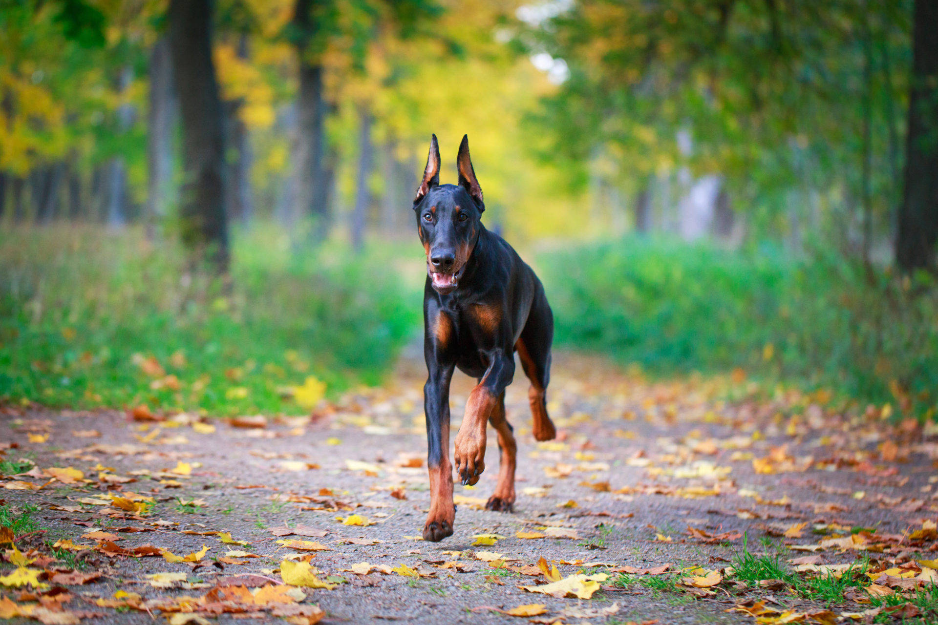 杜賓犬在落葉的秋林中奔跑