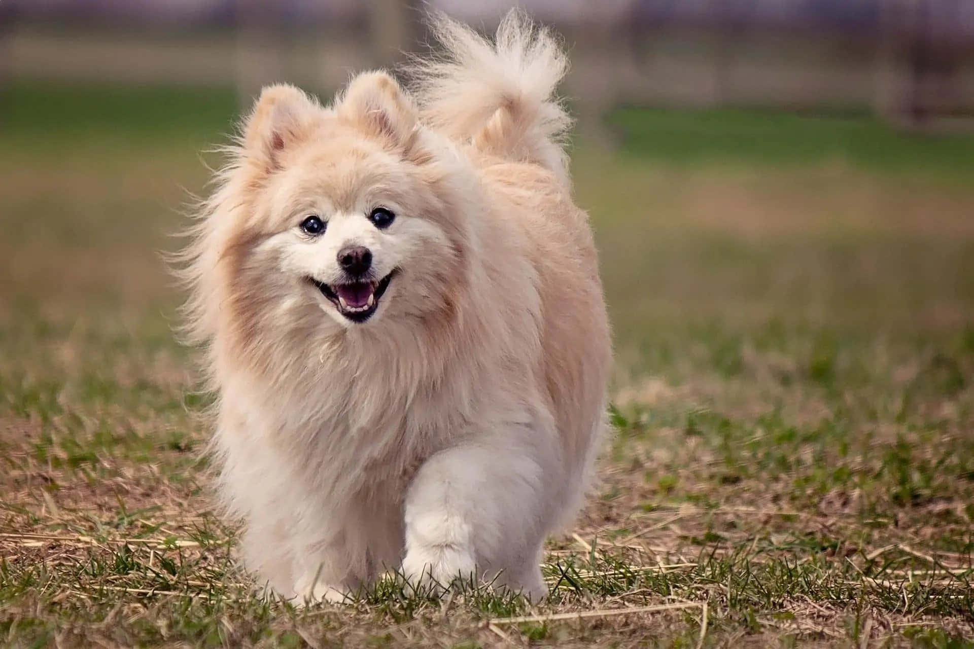 一隻毛茸茸的奶油色博美犬在草地上快樂地奔跑。
