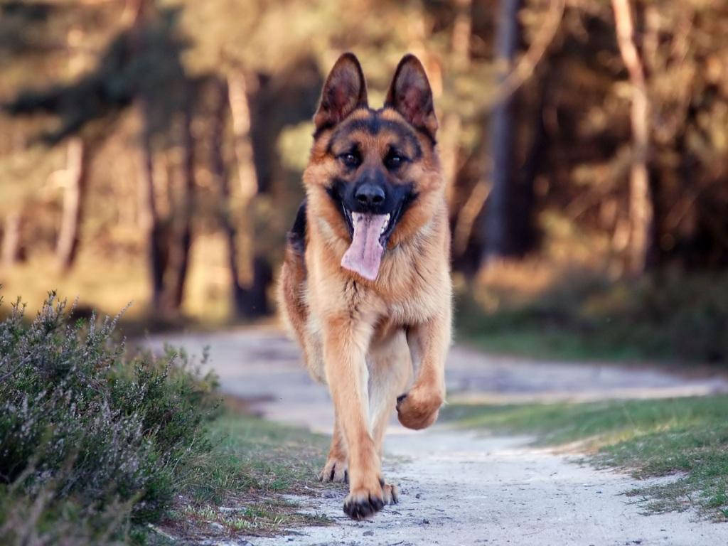 奔跑的大狗 壁紙 — 一隻快樂的德國牧羊犬在陽光明媚的森林小徑上伸出舌頭跑向鏡頭。
