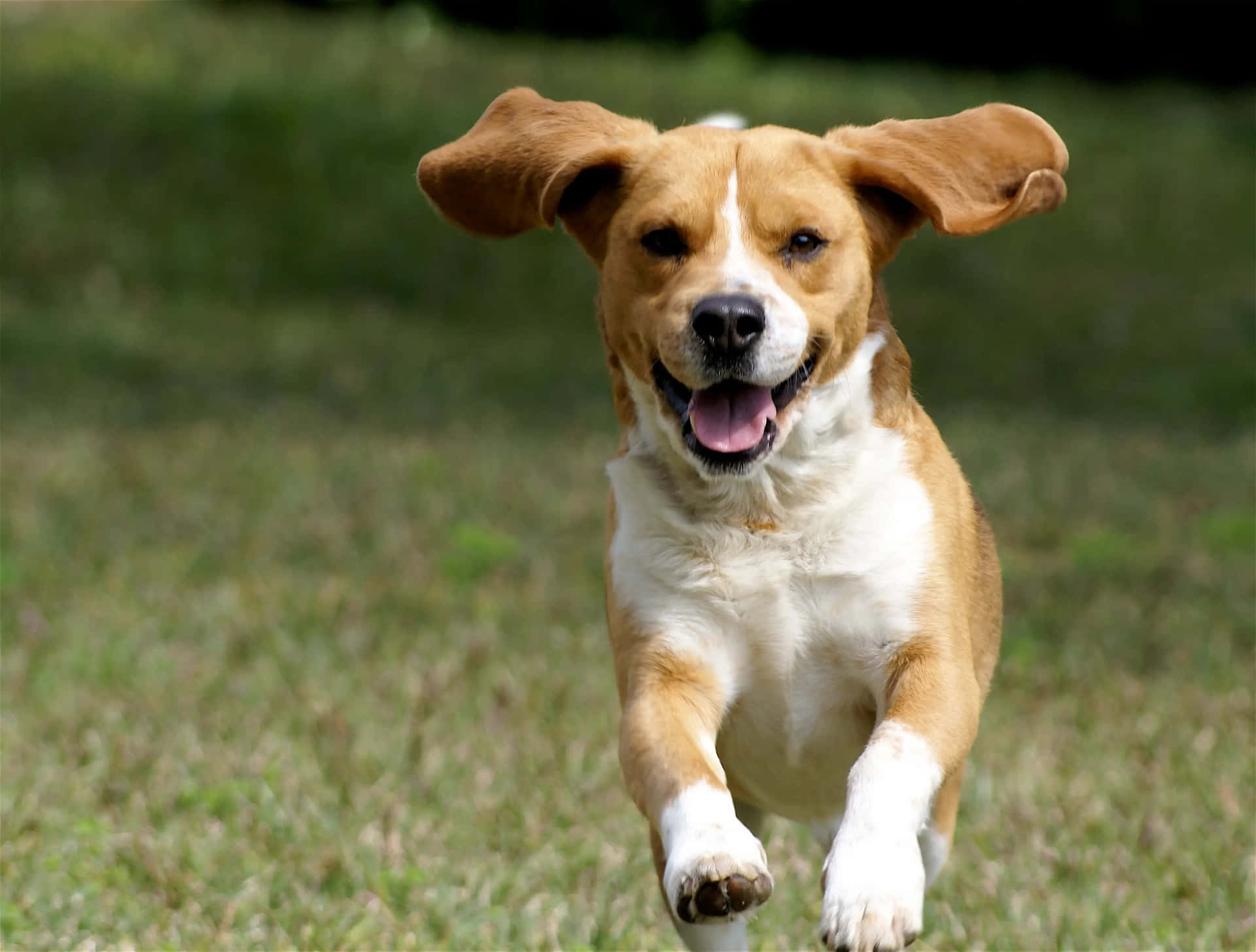一隻棕白色比格犬幼犬在草地上快樂地奔跑，耳朵拍打著。