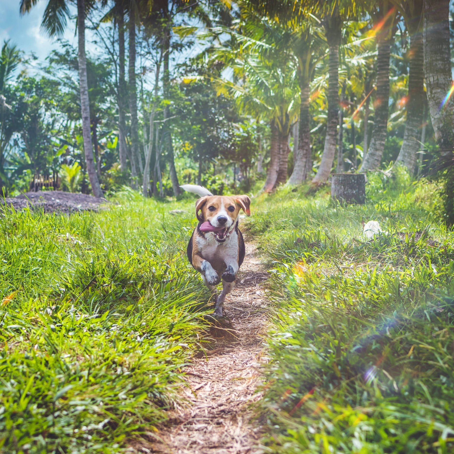 快樂的比格犬在明亮的陽光下，穿過棕櫚樹間的草地小徑奔跑。