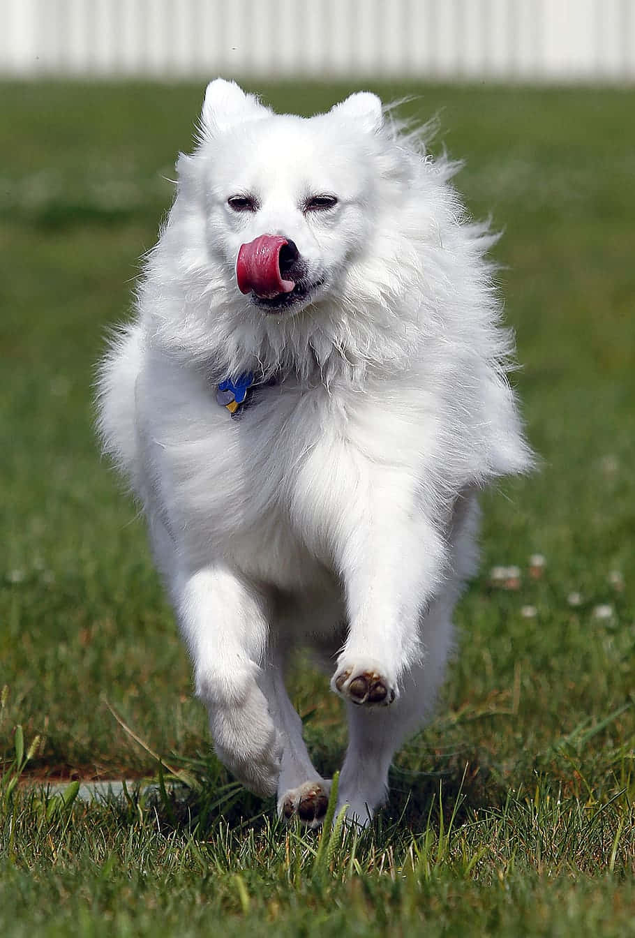 一隻白色薩摩耶犬伸出舌頭在草地上奔跑。