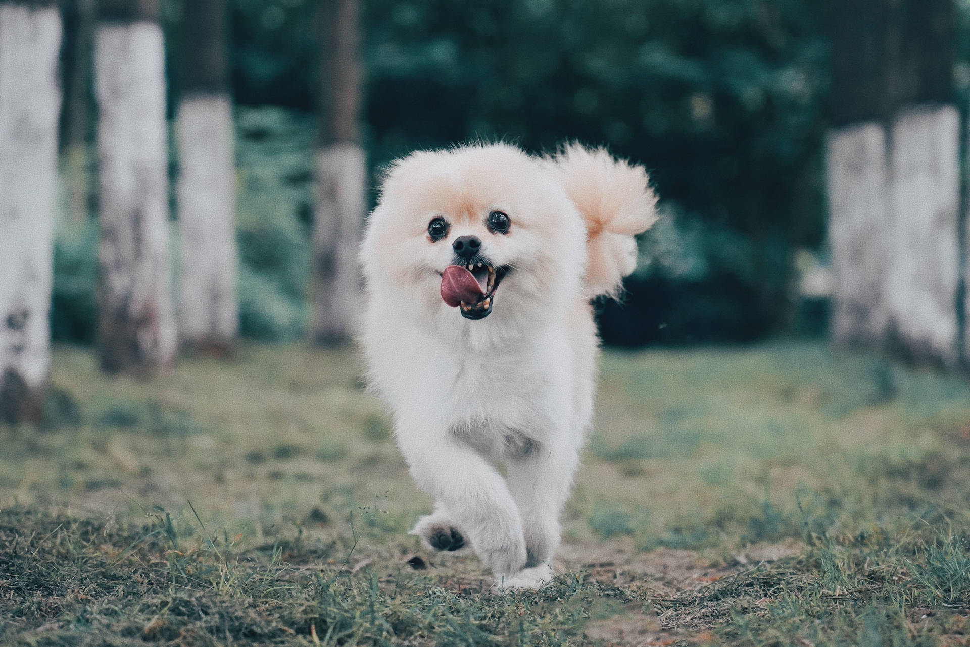 一隻毛茸茸的白色博美犬在森林裡快樂地奔跑。