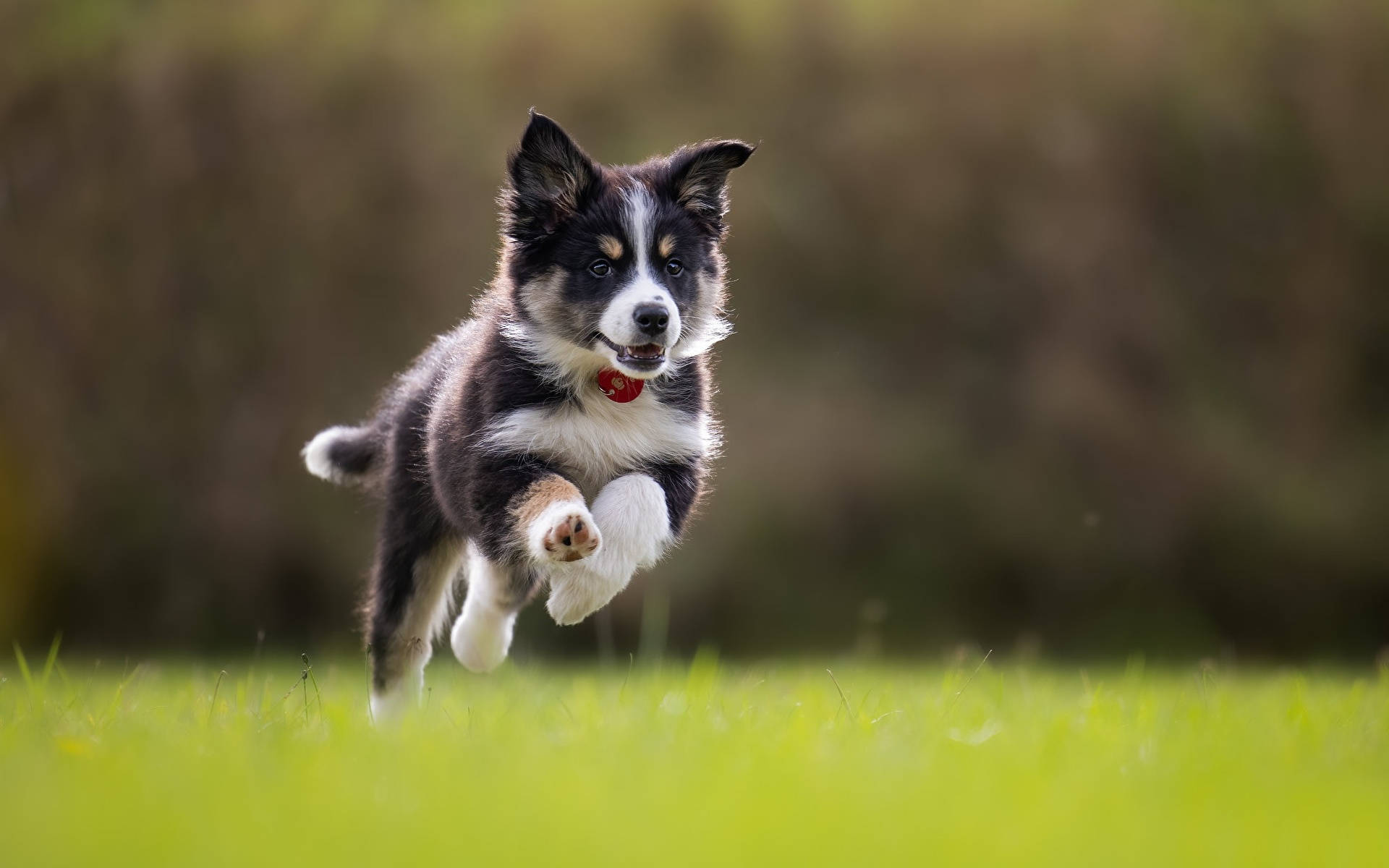 奔跑的邊境牧羊犬幼犬 壁紙 — 一隻快樂的黑白小狗在模糊的自然背景下跳過充滿活力的綠草。