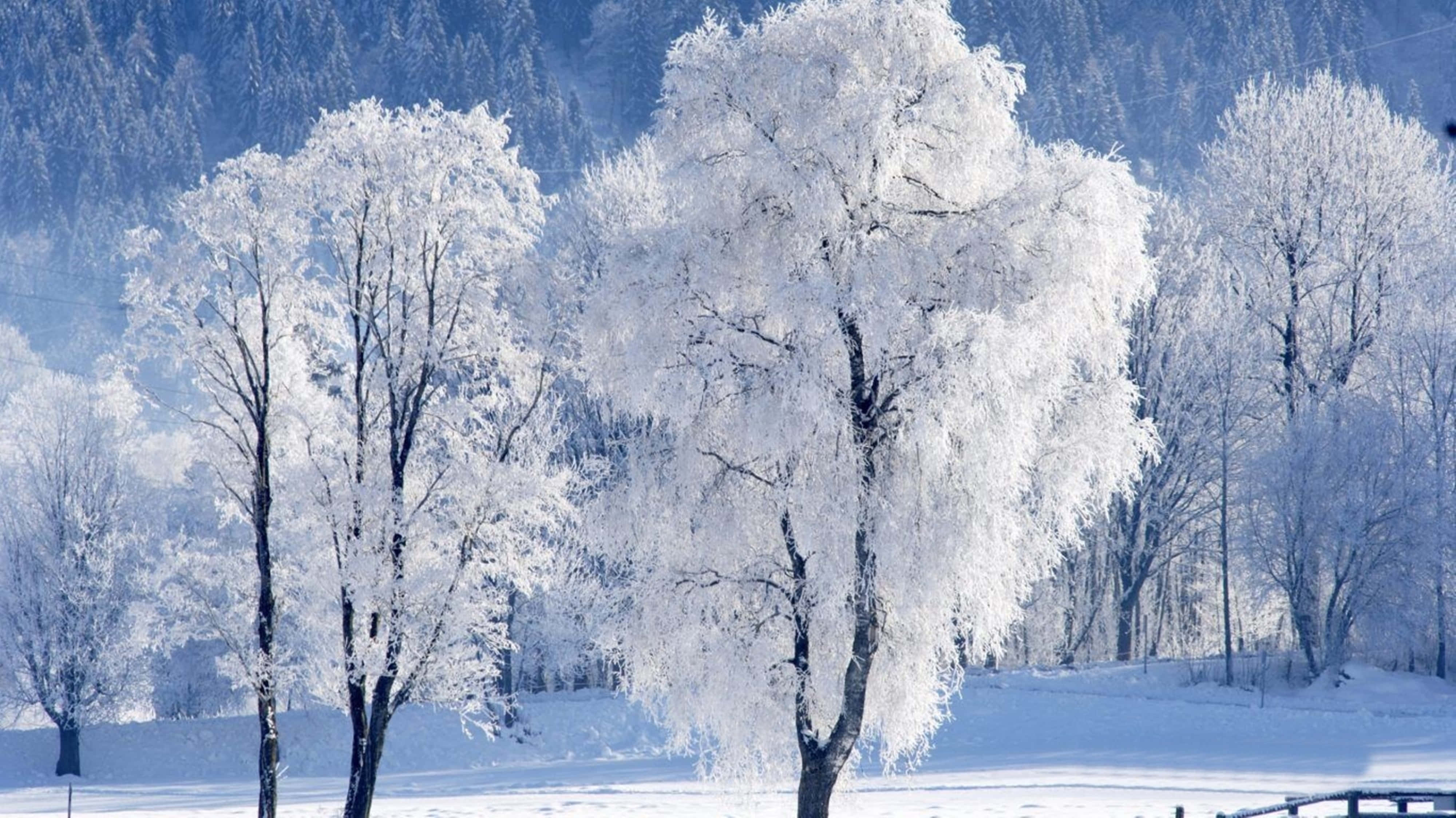 奧地利薩爾茲堡雪覆樹林4K 壁紙 — 白雪覆蓋的樹木在晴朗的藍天下，矗立在寧靜的冬季森林中。
