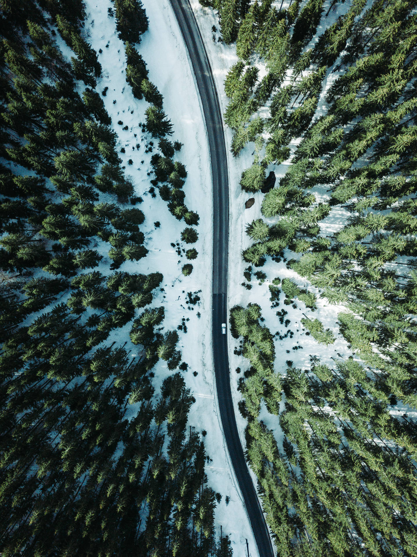 一條蜿蜒的道路穿過白雪覆蓋的松樹林，只有一輛汽車。