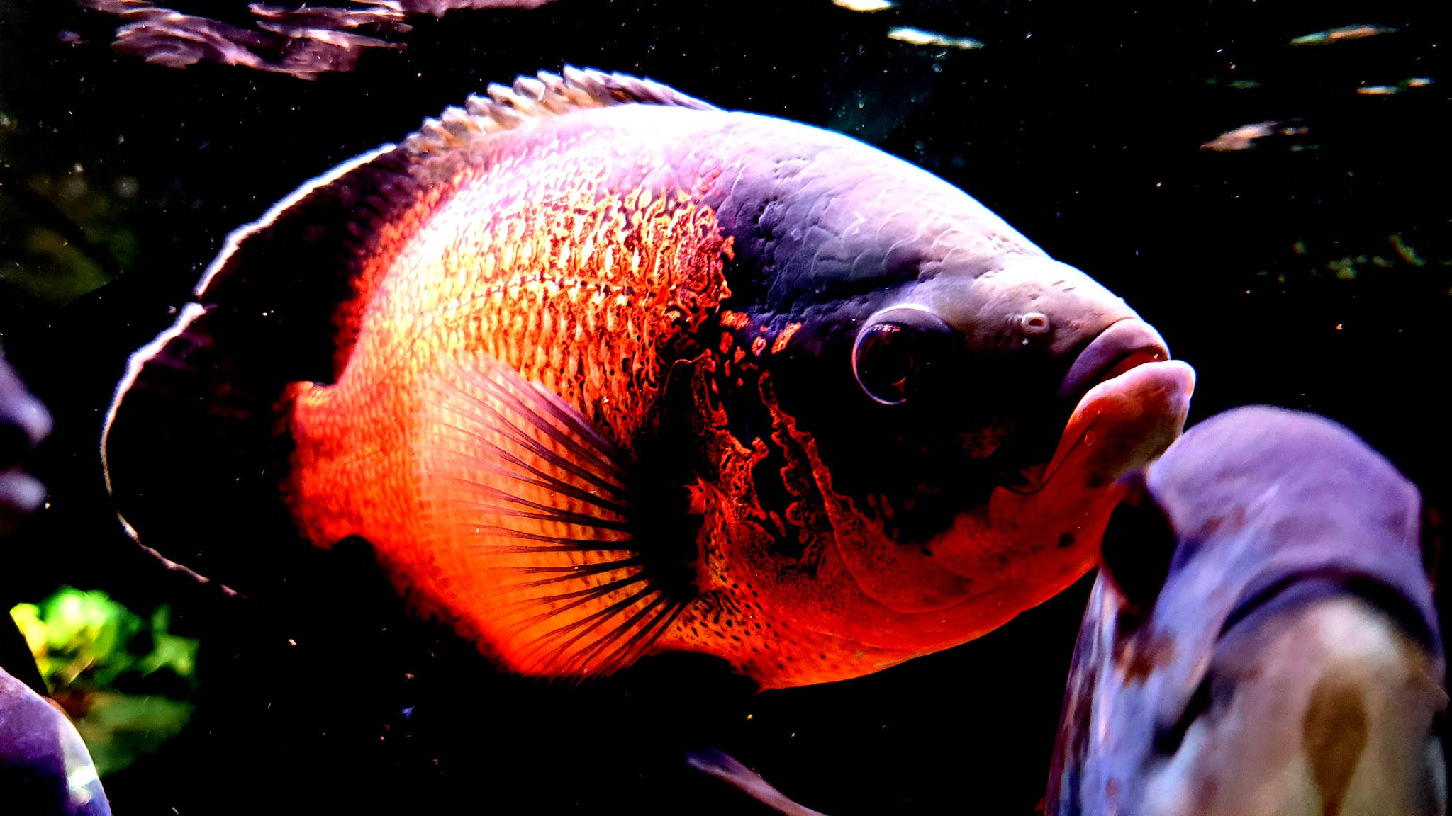 奧斯卡冷色魚 壁紙 — 一條大型橙色和黑色魚在黑暗水中游泳的特寫，可見氣泡和綠色植物。