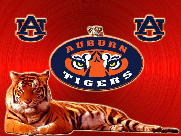 一隻真正的老虎躺在紅色漩渦背景的Auburn Tigers運動標誌前。