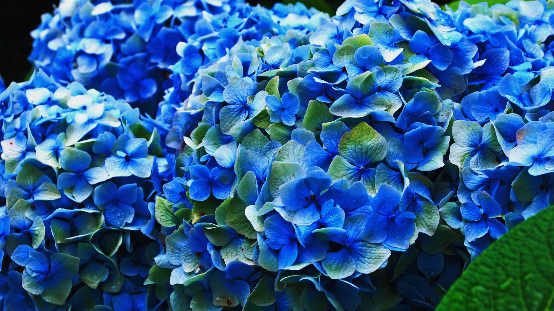 藍色繡球花、露珠和綠葉的特寫。