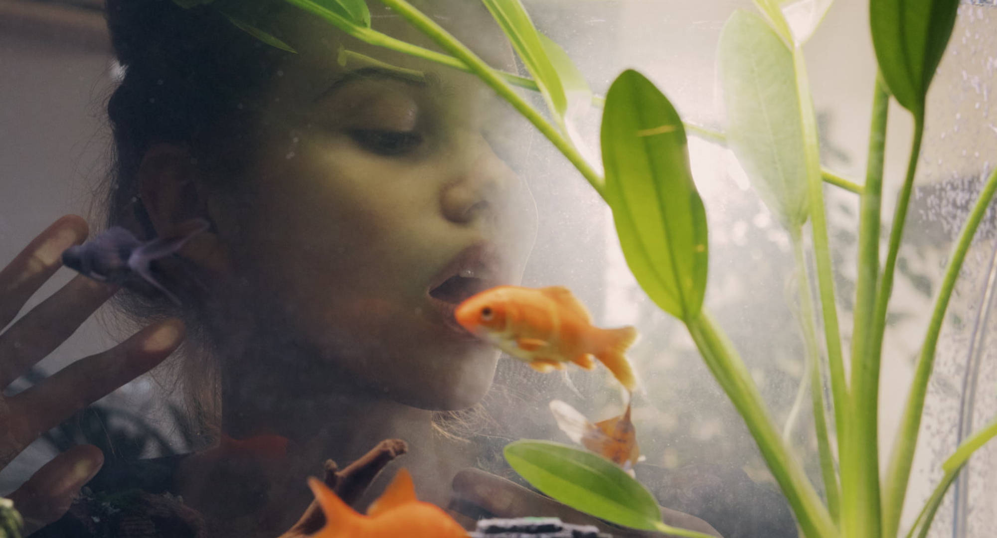 女孩驚嘆水族箱 壁紙 — 一個人透過水凝視玻璃缸中在綠色水生植物間游動的金魚。
