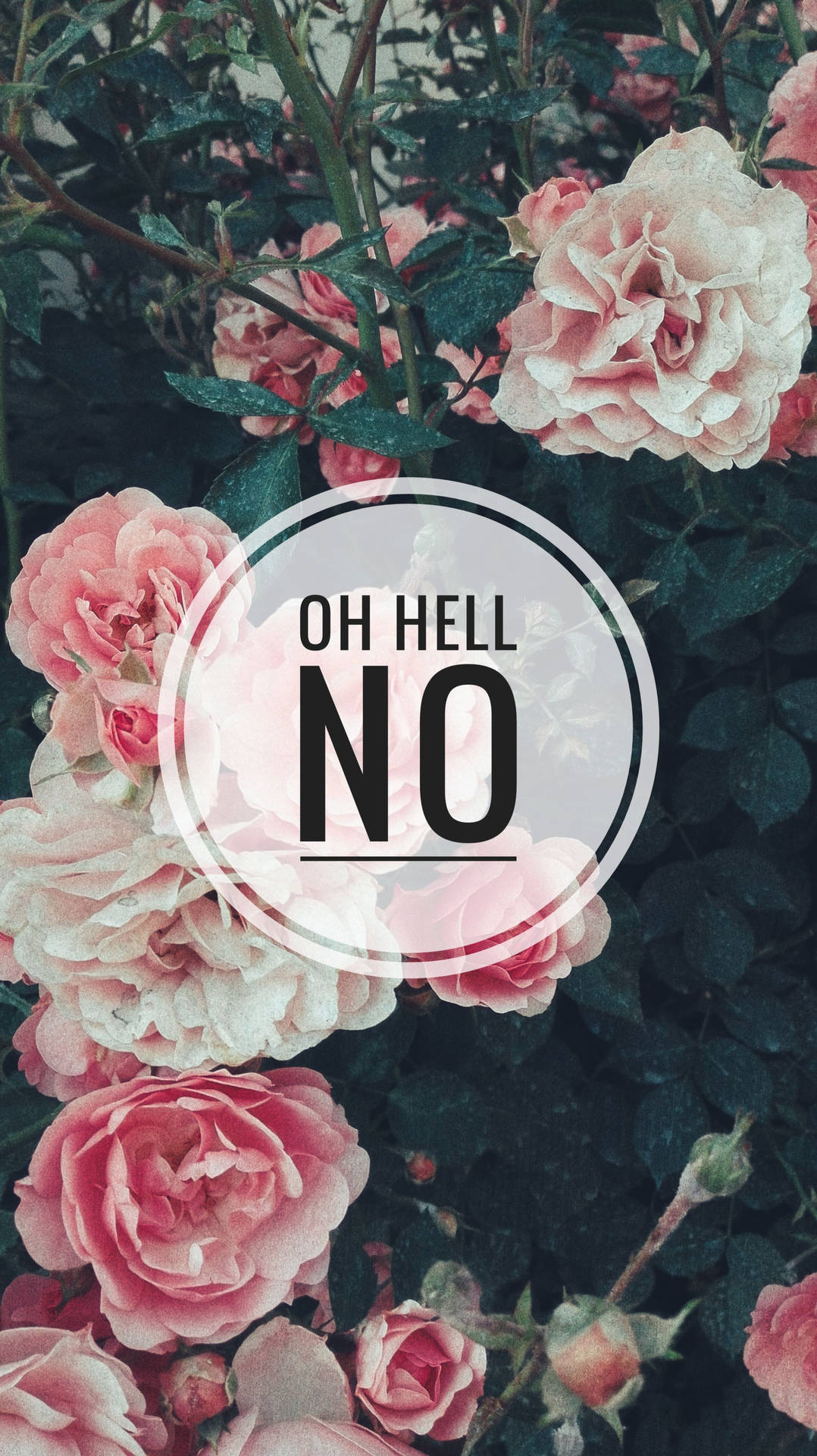 帶有露珠的粉紅玫瑰和一個大膽的文字疊加，上面寫著 'OH HELL NO'。