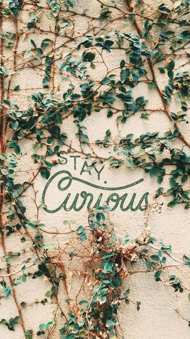 綠色常春藤覆蓋米色牆壁，上面有草書寫的「STAY Curious」。