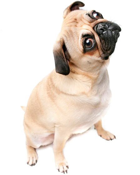 好奇的八哥犬歪頭 壁紙