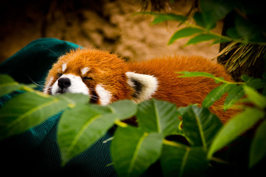 小熊貓喺被綠葉圍繞嘅毛氈上安詳入睡。