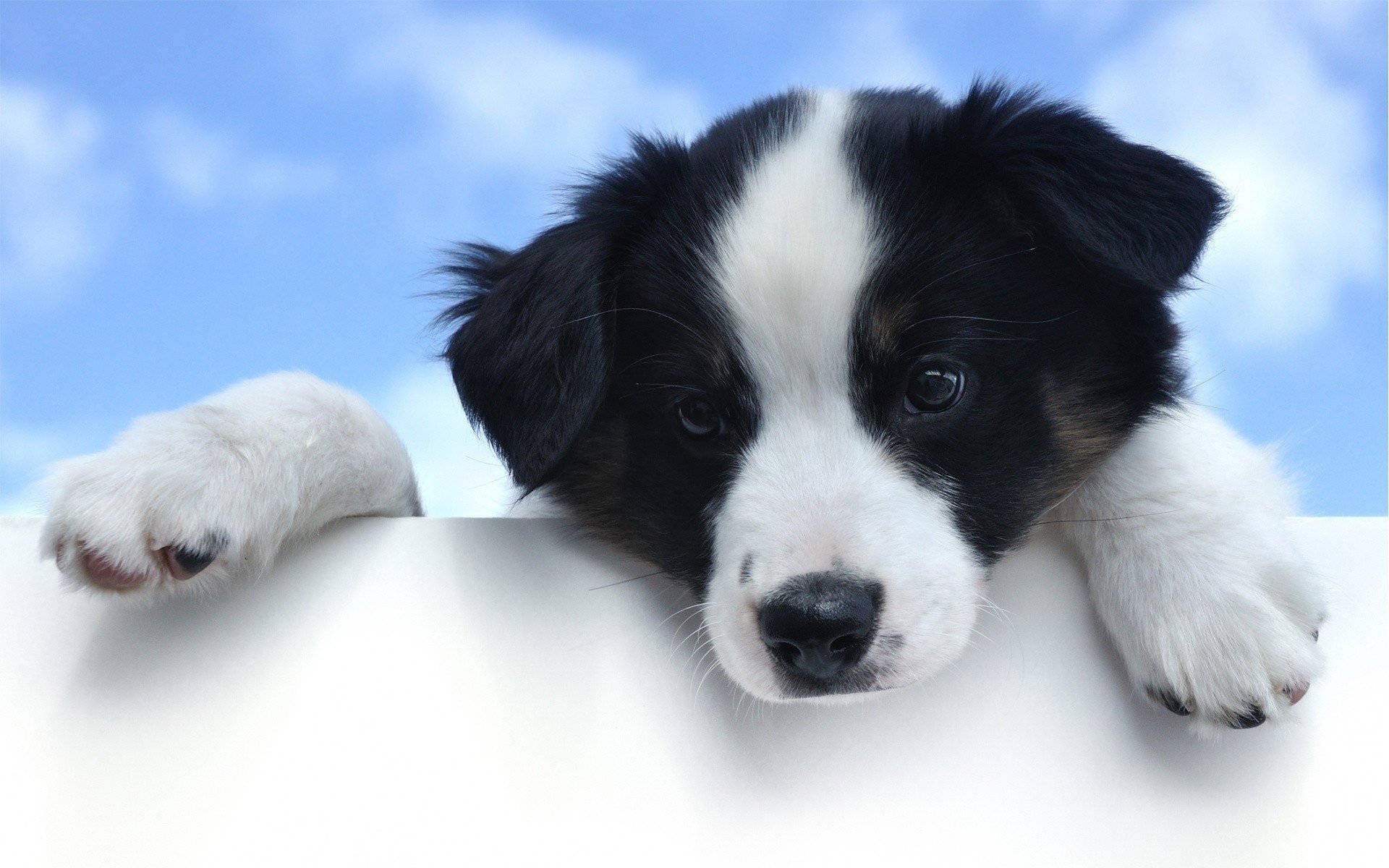 好奇的邊境牧羊犬幼犬偷窺 壁紙 — 一隻黑白相間、大眼睛的小狗，在明亮的藍天背景下，從白色邊緣探出頭來。