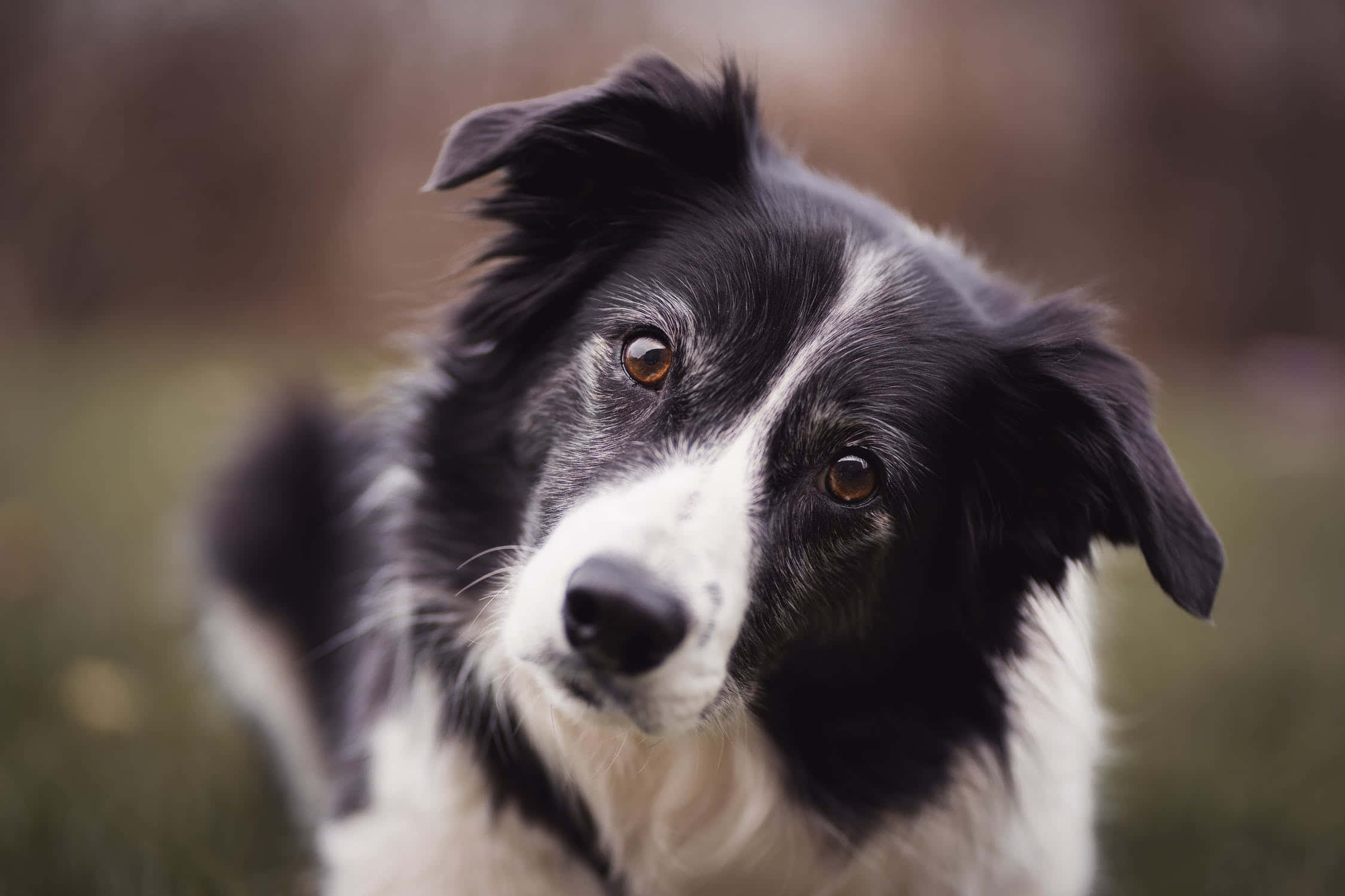 好奇的邊境牧羊犬照片 壁紙 — 一隻黑白邊境牧羊犬的特寫，擁有溫暖的棕色眼睛，在模糊的戶外環境中柔和地凝視著相機。