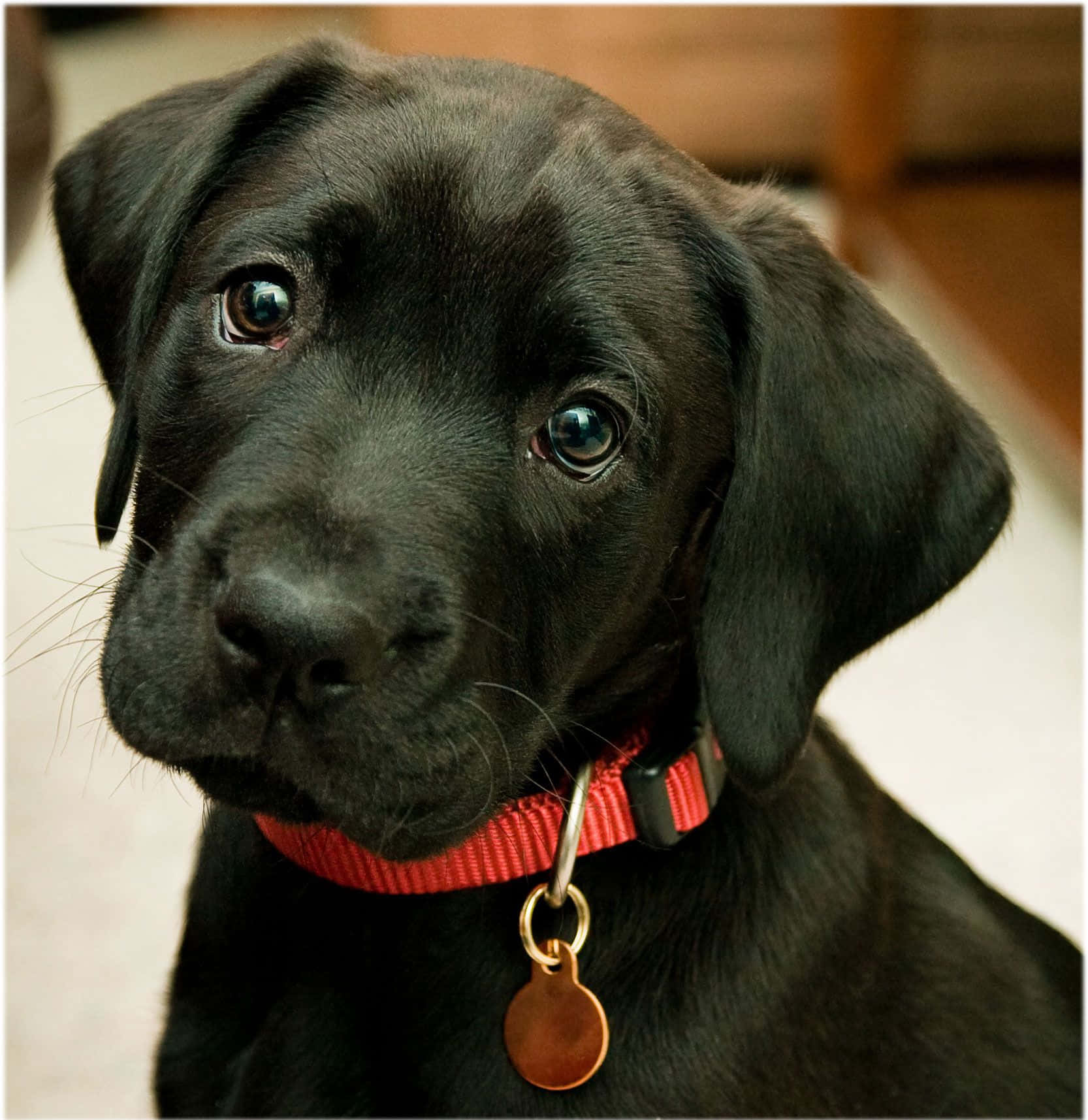 黑色拉布拉多幼犬戴著紅色項圈和標籤向上看