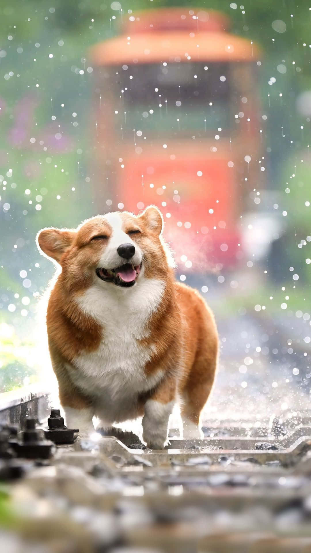一隻哥基犬在雨中奔跑在濕漉漉的火車軌道上，後面有模糊的火車。