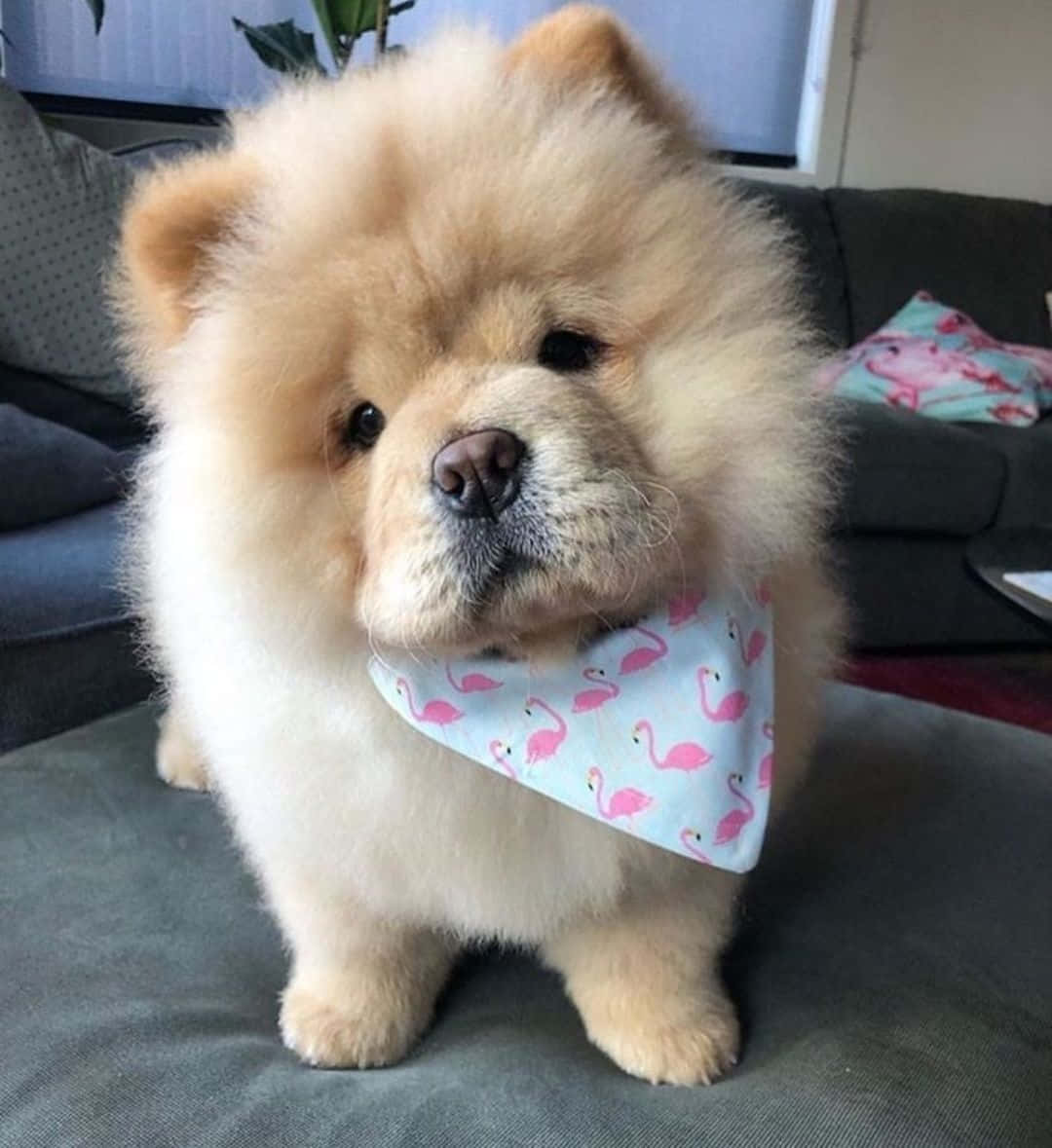 如此多的可愛都在這裏！ 壁紙 — 一隻毛茸茸的奶油色鬆獅犬幼犬，戴著粉紅色火烈鳥圖案頭巾，坐在灰色沙發上，直視鏡頭。