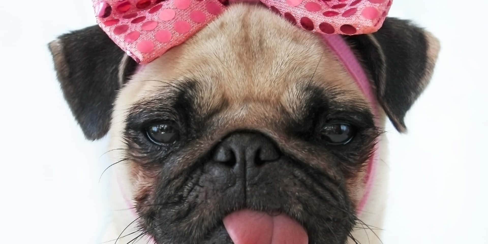 一隻八哥犬戴著粉紅色圓點蝴蝶結，伸出舌頭。