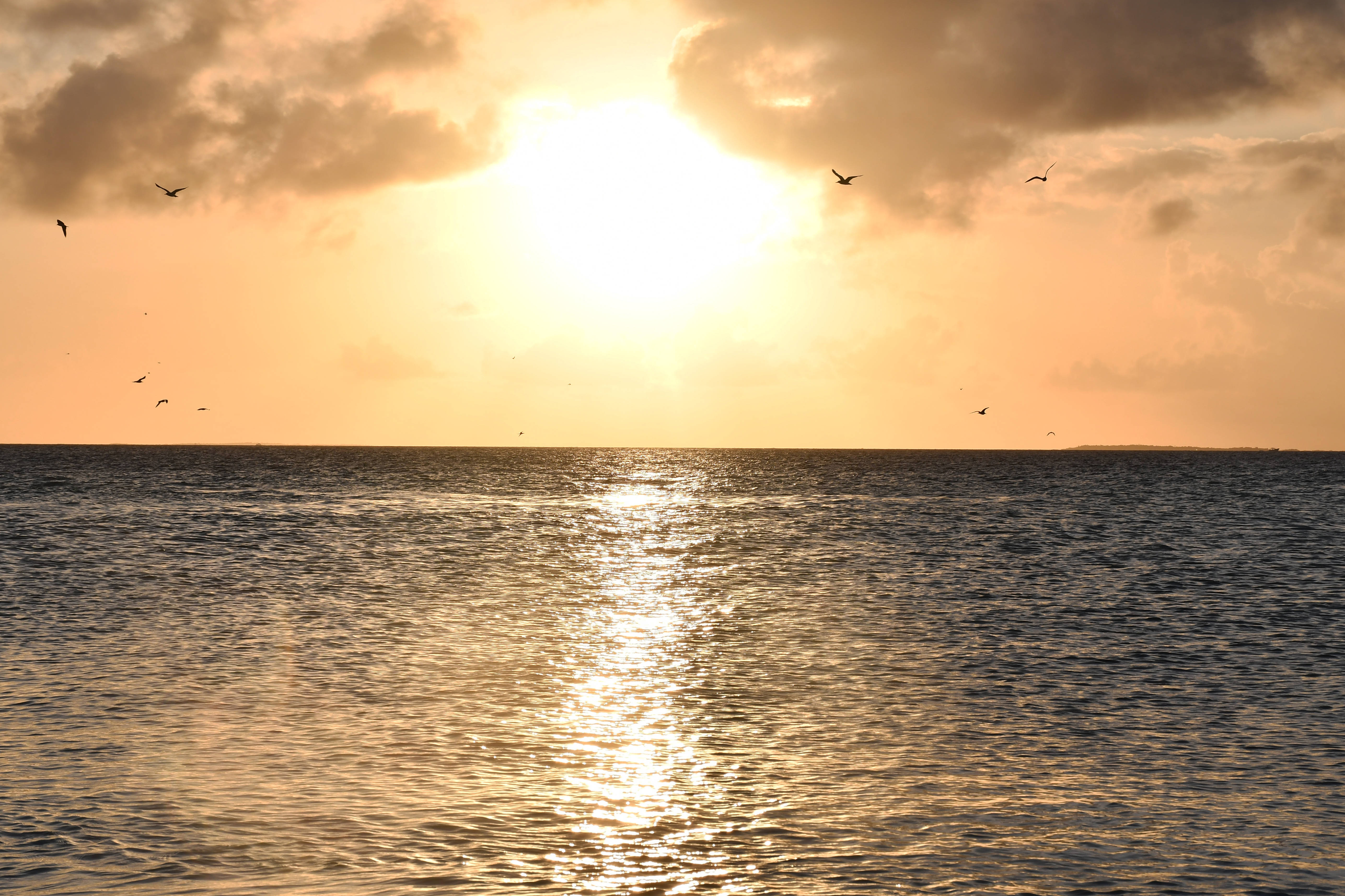 委內瑞拉海洋日落 壁紙 — 金色夕陽照耀在平靜的海面上，鳥兒的剪影在天空中飛翔。