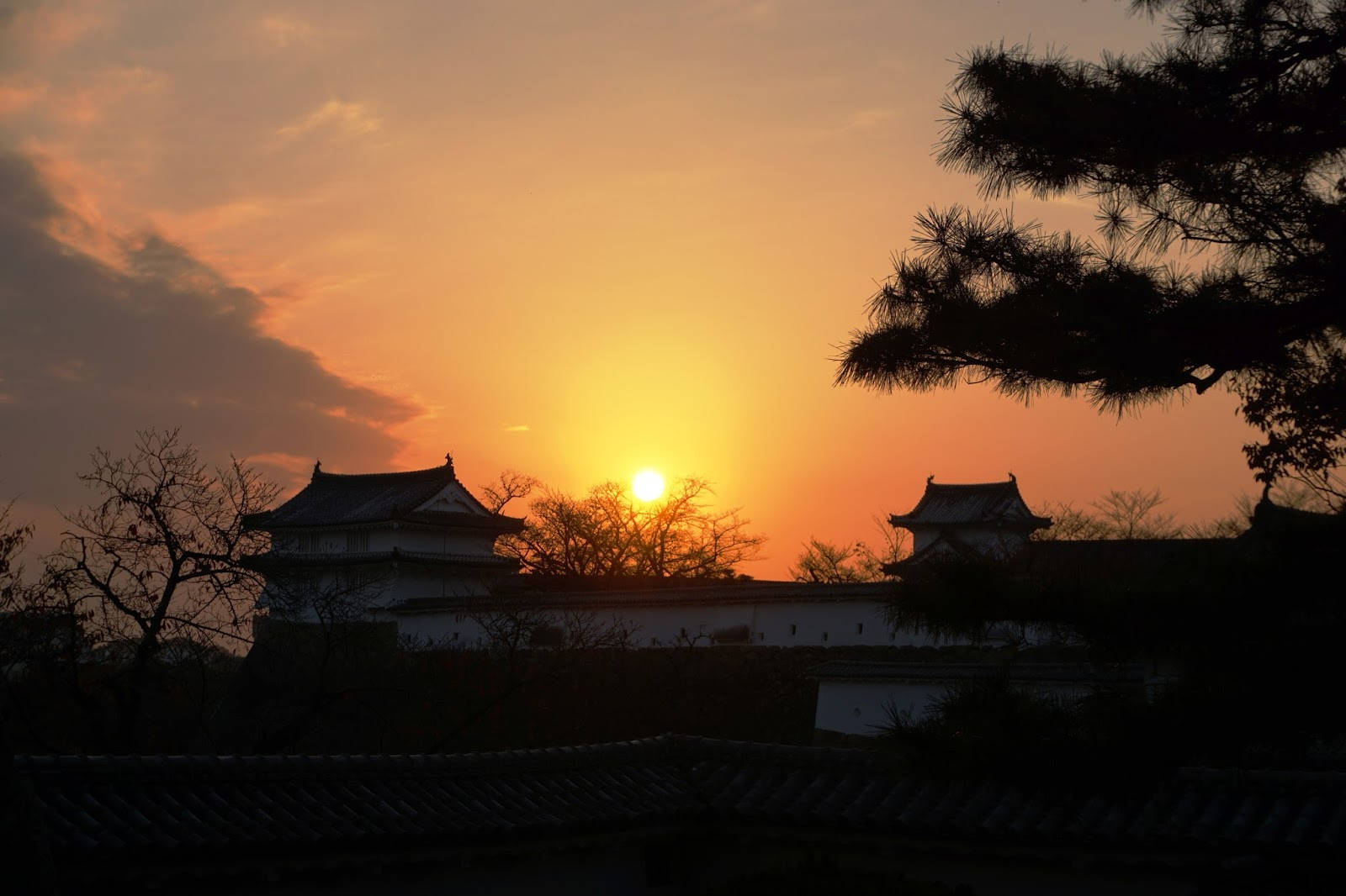 夕陽下日本城堡剪影，前景有松樹枝條。